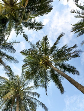 Photo of palm trees with the sky as a background representing luxurious travel destinations