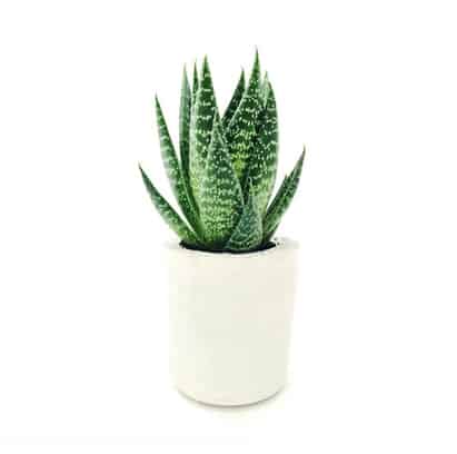 Image of a plant in a white vase depicting luxurious home decor